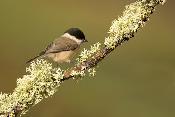 Marsh Tit in a Euro-Siberian oak and beech forest in the first morning light of a cold January day