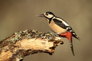 Great spotted woodpecker on the trunk of an oak tree in a Euro-Siberian forest with the last light of a winter day