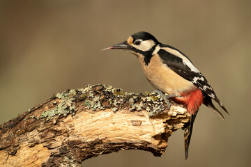 Great spotted woodpecker on the trunk of an oak tree in a Euro-Siberian forest with the last light of a winter day