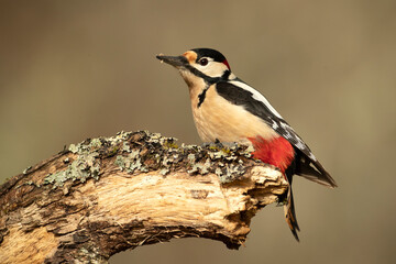 Great spotted woodpecker on the trunk of an oak tree in a Euro-Siberian forest with the last light of a winter day