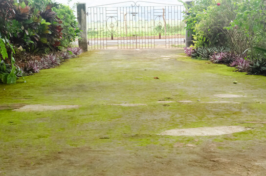 Algae Growing In Entrance