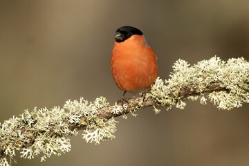 Eurasian bullfinch male in a Eurosiberian forest of oak, beech and pine trees at first light of day