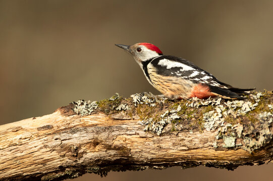 Middle spotted woodpecker in a Euro-Siberian beech and oak forest at first light on a winter day