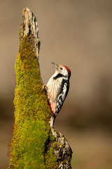 Middle spotted woodpecker in a Eurosiberian oak and beech forest in the first morning light of a...