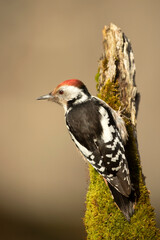 Middle spotted woodpecker in a Eurosiberian oak and beech forest in the first morning light of a...