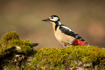 Female Great spotted woodpecker on the trunk of an oak tree within a Euro-Siberian beech and oak forest with the last light of the day