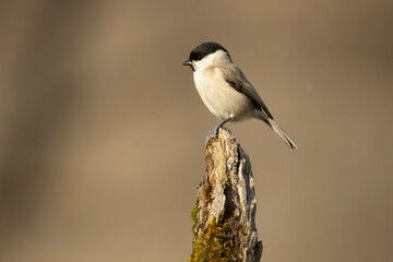 Fototapeta premium Marsh Tit in a Euro-Siberian oak and beech forest in the first morning light of a cold January day