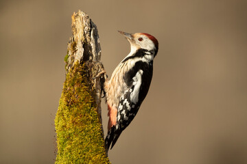 Middle spotted woodpecker in a Euro-Siberian beech and oak forest at first light on a winter day