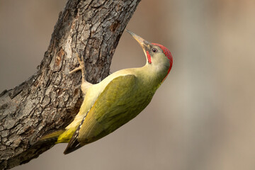 Green woodpecker male in a Euro-Siberian beech and oak forest with the last light of the afternoon