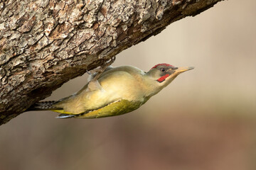 Male Green woodpecker in a Euro-Siberian oak and beech forest with the last light of a cold January...