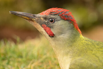 Male Green woodpecker in a Euro-Siberian oak and beech forest with the last light of a cold January day