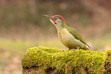 Male Green woodpecker in a Euro-Siberian oak and beech forest with the last light of a cold January day