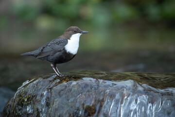 Dipper on a mountain river within a Euro-Siberian forest at the first light of a winter day