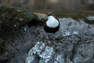 Dipper male in a mountain river before the sun rises in the mating season waiting for the female