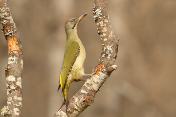 Green woodpecker female on the trunk of a beech tree in a Euro-Siberian forest of oaks, beeches and pines with the last light of the afternoon