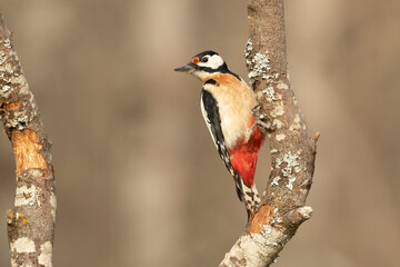 Male Great spotted woodpecker in a Eurosiberian beech and oak forest with the last light of the afternoon