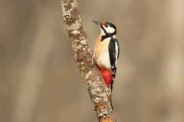 Great spotted woodpecker on the trunk of an oak tree in a Euro-Siberian forest with the last light of a winter day
