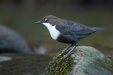 Dipper on a mountain river within a Euro-Siberian forest at the first light of a winter day