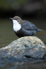 Dipper on a mountain river in a Euro-Siberian beech and oak forest at first light on a winter day