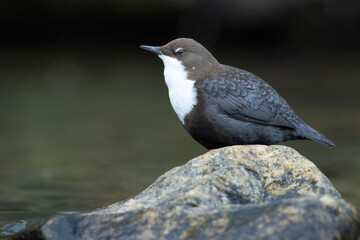Dipper male in a mountain river before the sun rises in the mating season waiting for the female