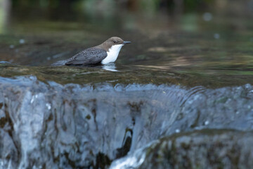 Dipper male in a mountain river before the sun rises in the mating season waiting for the female