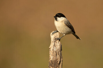 Obraz premium Marsh tit in a Euro-Siberian forest of oak, beech and pine with the last light of the afternoon