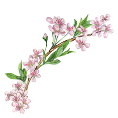 Watercolor branch with spring flowers. Spring flora clipart for graphic resources. Colorful hand drawn botanical illustration isolated on transparent.