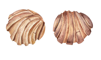 Set of watercolor concha. Spanish or mexican snack. Sweet dessert. Hand-drawn illustration isolated on transparent.	