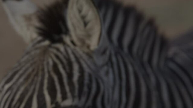 Wild zebra close up facial expressions slow motion