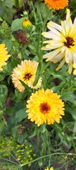 yellow flowers in the garden