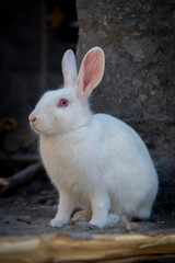 white rabbit with red eyes