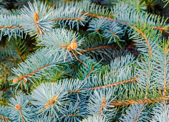 branches of spruce with green needles background