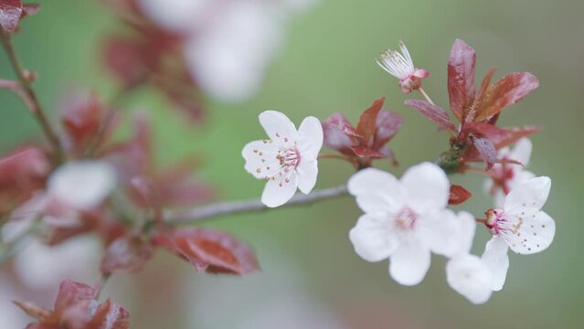 Panoramic Scenery. Twig Of Light Cherry Plum. Blossom With Light Flowers And Some Red Leaves.