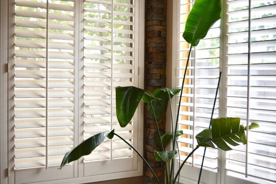 Tropical Indoor Plant
