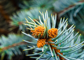 branches of spruce with green needles macro closeup