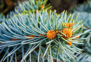 branches of spruce with green needles macro closeup