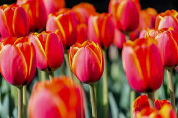 big flower bed with tulips close up