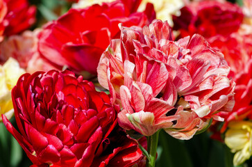 shaggy hybrid pink tulips close up