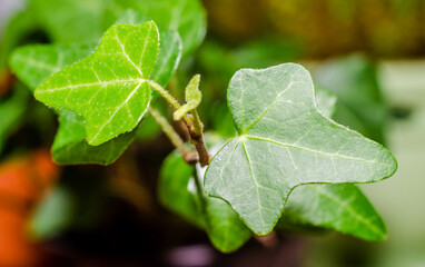 green leaves of a heder plant macro closeup