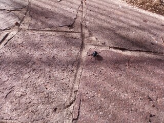 Little black scarab is walking on the ground