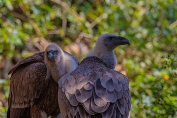 portrait of a vulture close up