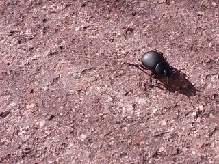 Little black scarab is walking on the ground