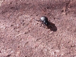 Little black scarab is walking on the ground