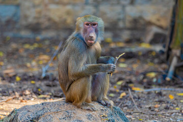baboon sitting on the ground