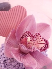 Fototapeta na wymiar Beautiful pink Orchid. Beautiful Nature