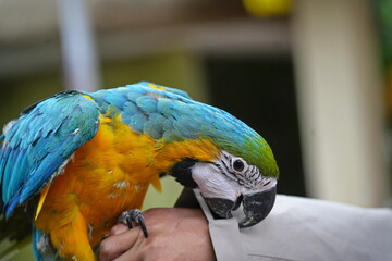 Blue and Gold Macaw parrot eating food in the hands.
