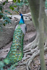 Obraz premium A male peacock shows off his feathered whee