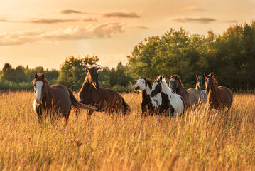 Herd of horses running at sunset in summer
