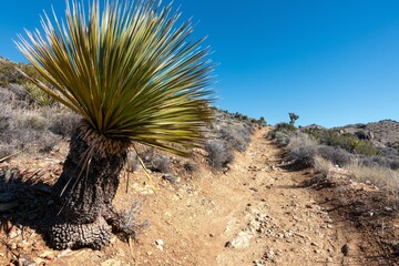 Yucca Brevifolia Palm Cactus Tree Mojave Desert Lost Horse Mine Hiking Trail.  Joshua Tree National Park Sunny Day Landscape California Southwest US