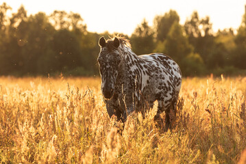 Knabstrupper breed horse at sunset in summer
